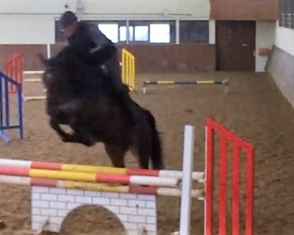 jumper Fox (KWPN (Royal Dutch Sporthorse), 2010, from Canturano)