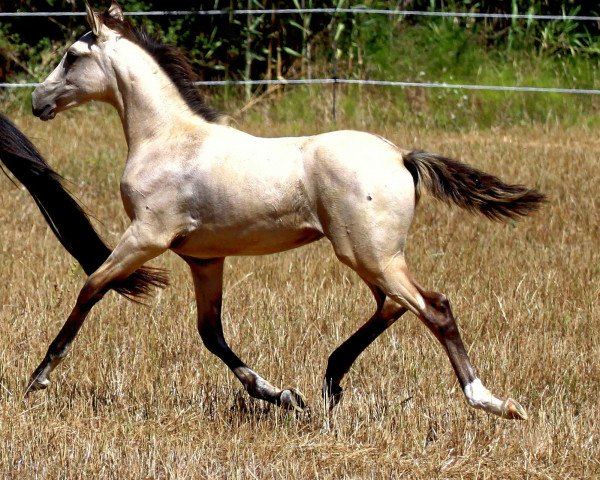 Zuchtstute Leona (Lusitano, 2015)