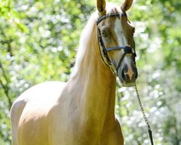 horse Kantje's Umpire (New Forest Pony, 2001, from Berkhof's Higgledy Piggledy)