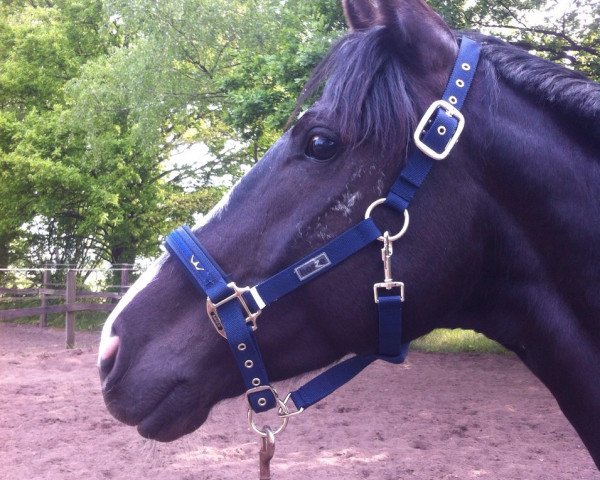 broodmare La Bell (German Sport Horse, 2008, from Rittersport)