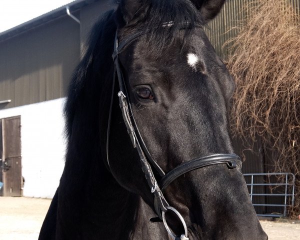 Zuchtstute Daiquiri (Oldenburger, 2011, von Dressage Royal)