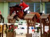 jumper Cendrillon Marron (Oldenburg show jumper, 2004, from Coriano)