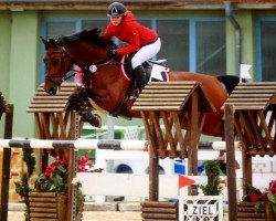 jumper Cendrillon Marron (Oldenburg show jumper, 2004, from Coriano)