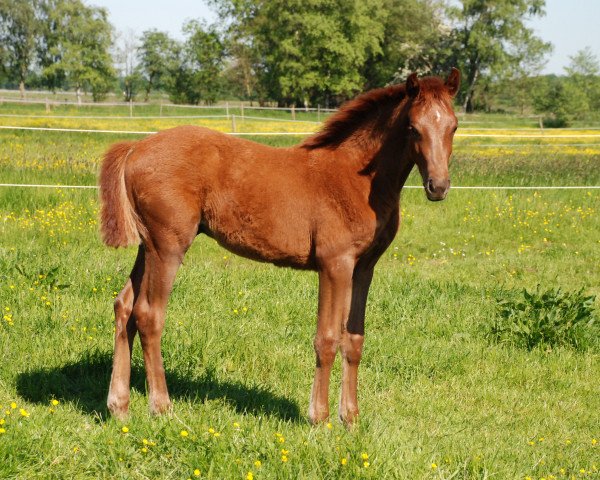 jumper Coolton R (Holsteiner, 2012, from Coolidge 2)