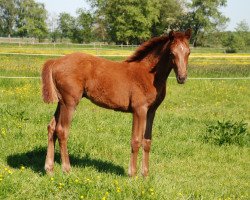 jumper Coolton R (Holsteiner, 2012, from Coolidge 2)