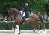 dressage horse Constantine P (KWPN (Royal Dutch Sporthorse), 2007, from Don Dorn)