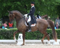 dressage horse Constantine P (KWPN (Royal Dutch Sporthorse), 2007, from Don Dorn)