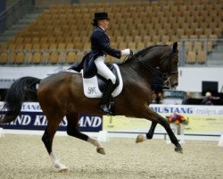 dressage horse Alibi D (Danish Warmblood, 2004, from Alcazaro)