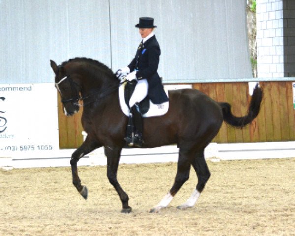 dressage horse Tango V (KWPN (Royal Dutch Sporthorse), 2000, from Jazz)