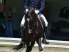 Dressurpferd Vencedor Jb (Lusitano, 2001)