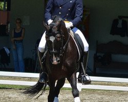 dressage horse Vencedor Jb (Lusitano, 2001)