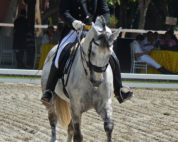 dressage horse Xango Do Arete (Brazilian horse, 2002)
