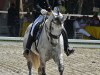 dressage horse Xango Do Arete (Brazilian horse, 2002)