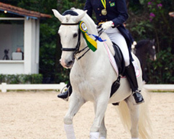 dressage horse Xerife Dos Diamantes (Lusitano, 2002)