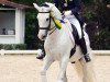 dressage horse Xerife Dos Diamantes (Lusitano, 2002)