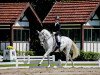 dressage horse Zodiac Dos Diamantes (Brazilian horse, 2003)