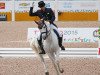 dressage horse Veleiro Do Top (Lusitano, 2001, from Quadro Do Top)