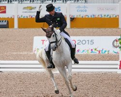 dressage horse Veleiro Do Top (Lusitano, 2001, from Quadro Do Top)