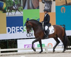 dressage horse Arcos Hm (Lusitano, 2004, from Urque)