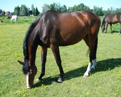 broodmare Zeruja (Holsteiner, 2007, from Nekton)