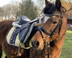 dressage horse Sugar 138 (German Riding Pony, 2005)