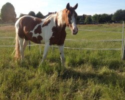 Pferd Hidalgo(Indi) (Pinto/Hunter, 2005, von Herbstnebel)