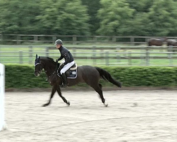 Reitturnier Neustadt/Dosse 2020