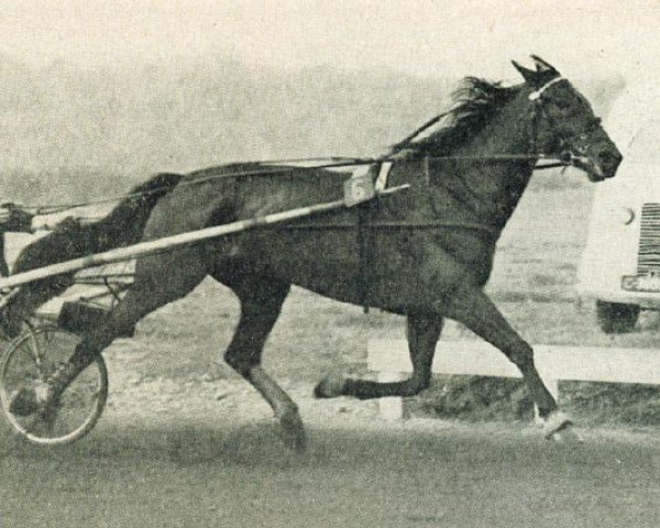 horse Olga Pluto (NL) (Traber, 1947, from Fried (DE))