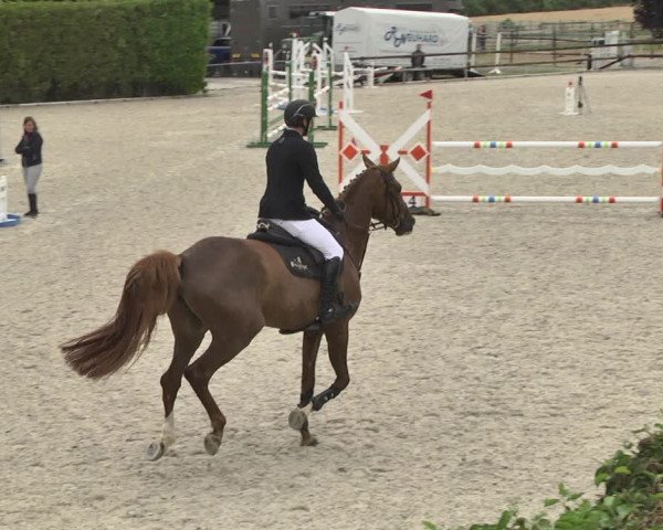 Reitturnier Worms-Pfeddersheim / Reitsportanlage Wittemer 2020
