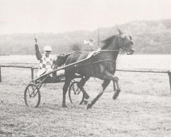 Zuchtstute Barones Spencer (NL) (Amerikanischer Traber, 1934, von Spencer 68128 (US))