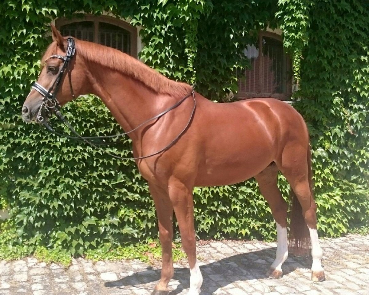 dressage horse Palio Go (Trakehner, 2006, from Blitz und Donner)