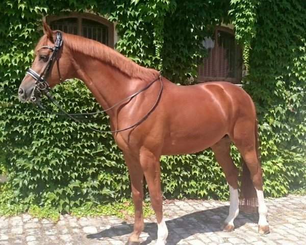 dressage horse Palio Go (Trakehner, 2006, from Blitz und Donner)