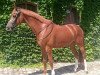 dressage horse Palio Go (Trakehner, 2006, from Blitz und Donner)