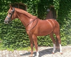 Dressurpferd Palio Go (Trakehner, 2006, von Blitz und Donner)