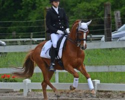 dressage horse Danaris (German Riding Pony, 1998, from Dandy)