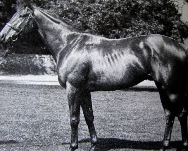 stallion Imperial Fling xx (Thoroughbred, 1976, from Northern Dancer xx)