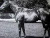 stallion Imperial Fling xx (Thoroughbred, 1976, from Northern Dancer xx)