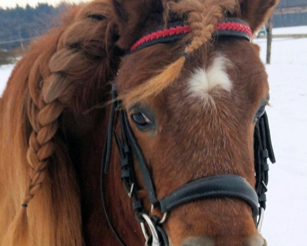 Deckhengst Beau v.d. Hoofdweg (Shetland Pony, 2008, von Branco van Wegdam)