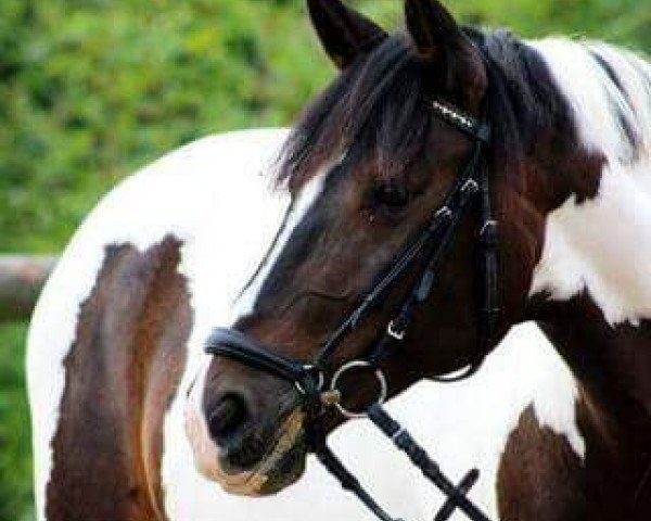 dressage horse Petite Nala (Pony without race description, 2006)