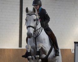 jumper Cheetahna (Hanoverian, 1996, from Cheenook)