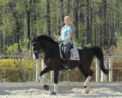 Pferd Admiral (Russisch Trakehner, 2006, von Alcaro)