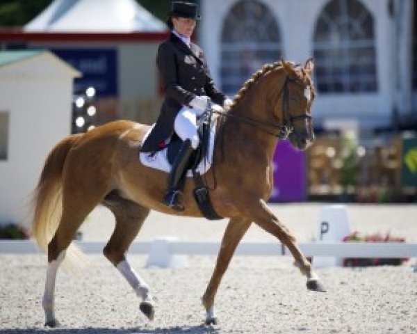 dressage horse Whoopy (KWPN (Royal Dutch Sporthorse), 2003, from Rubiquil)
