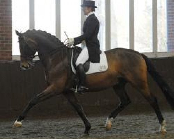 dressage horse Privaldi (Royal Warmblood Studbook of the Netherlands (KWPN), 1997, from Gribaldi)