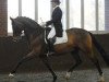 dressage horse Privaldi (KWPN (Royal Dutch Sporthorse), 1997, from Gribaldi)