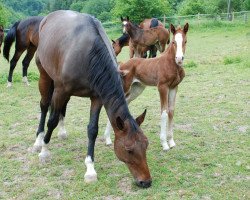 broodmare Dalida II (Westphalian, 2001, from Drosselbart)