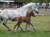 broodmare Beautiful Daisy (German Riding Pony, 2014, from Szenario)