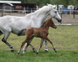 Zuchtstute Beautiful Daisy (Deutsches Reitpony, 2014, von Szenario)