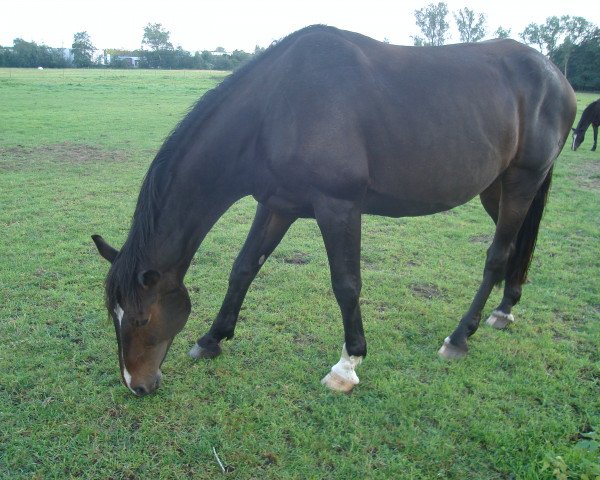 broodmare C'est la vie (Hanoverian, 1991, from Calypso II)