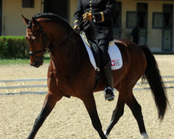 dressage horse Rock'n Roll Star (Selle Français, 2005, from Joeris)