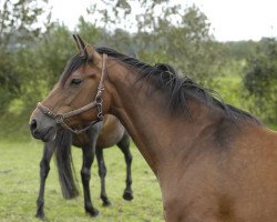 broodmare Peila (Holsteiner, 2000, from Cascavelle)